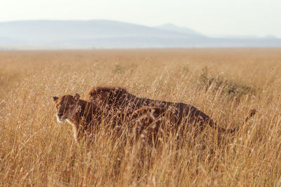 Lion couple in sunset light in masai mara.