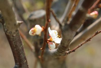 Close-up of cherry blossoms in spring