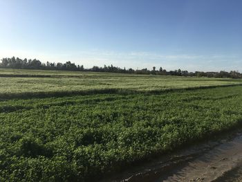 Scenic view of agricultural field against sky