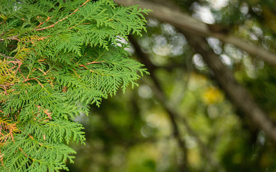 Low angle view of pine tree leaves