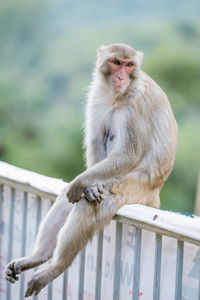 Monkey sitting on railing