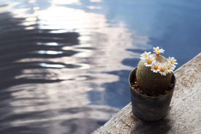 Close-up of potted plant