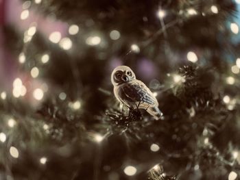 Close-up of bird on christmas tree