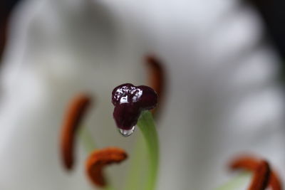 Close-up of dew on flower