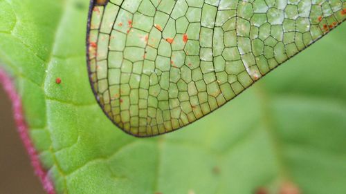 Close-up of insect on leaf