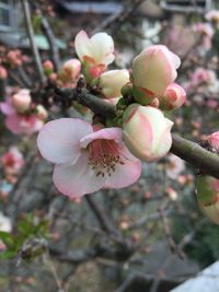 Close-up of pink flowers