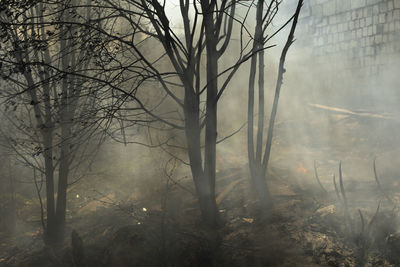 Black smoke from fire. burning of garbage. destruction of nature. environmental disaster.