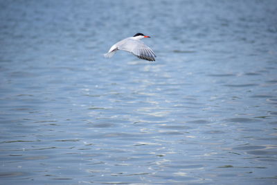 Seagull flying over sea