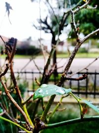 Close-up of branches against blurred background