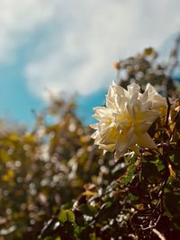 Close-up of white flower blooming on tree