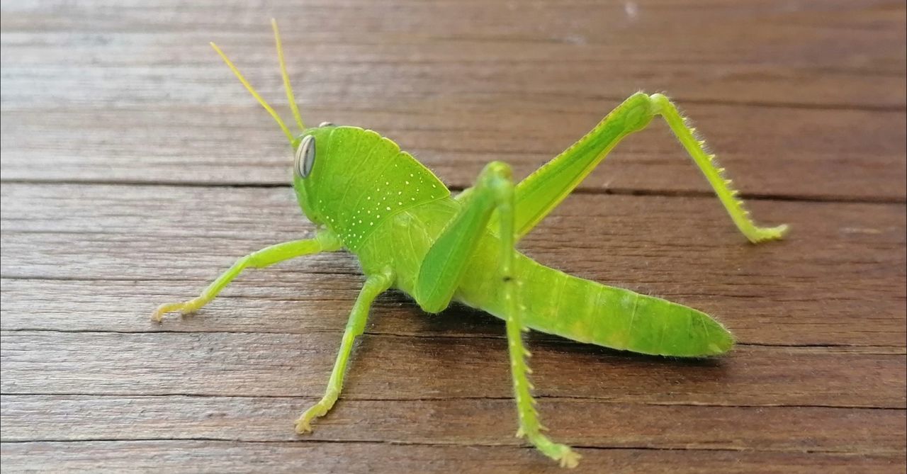 CLOSE-UP OF INSECT ON WOOD