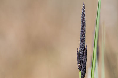 Close-up of plant growing outdoors