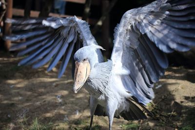 Close-up of gray heron