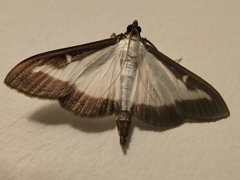 Close-up of butterfly