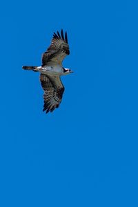 Low angle view of seagulls flying against clear blue sky