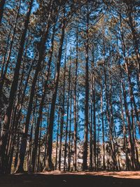 Low angle view of trees in forest against sky