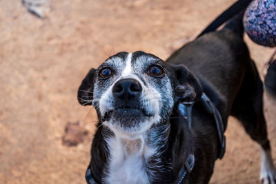 Close-up portrait of dog sticking out tongue on land