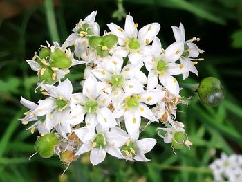 Close-up of white flowers on tree