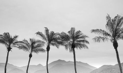 Palm trees against sky