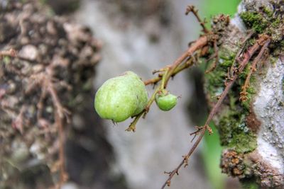 Close-up of fruit growing on tree