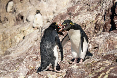 View of an animal on rock