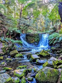 Scenic view of waterfall in forest