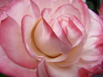 Close-up of pink rose