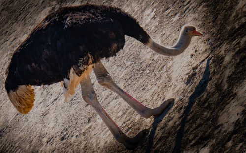 Side view of an animal skull on land