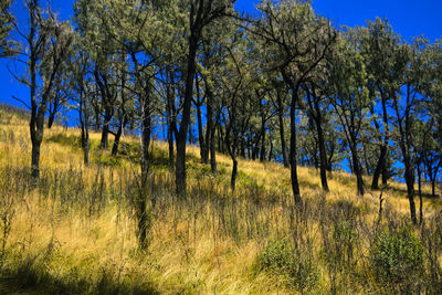 Trees on field against sky
