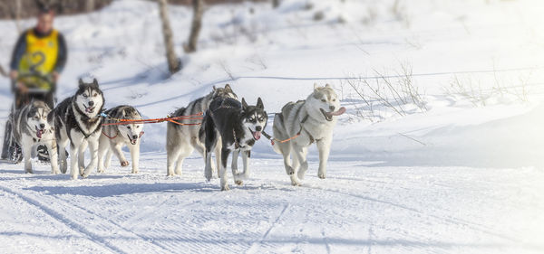 Traditional kamchatka dog sledge race elizovsky sprint