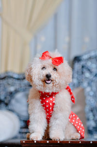 Close-up of dog wearing hat