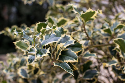 Close-up of flowering plant