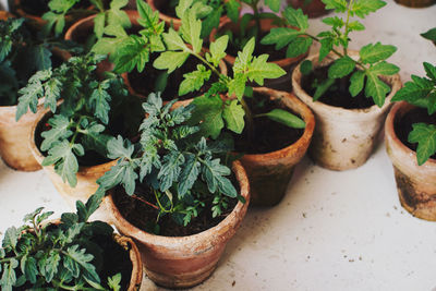 High angle view of potted tomato plants