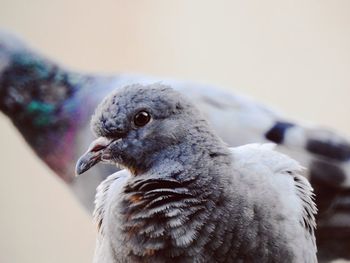 Close-up of bird