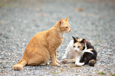 Portrait of cat looking away