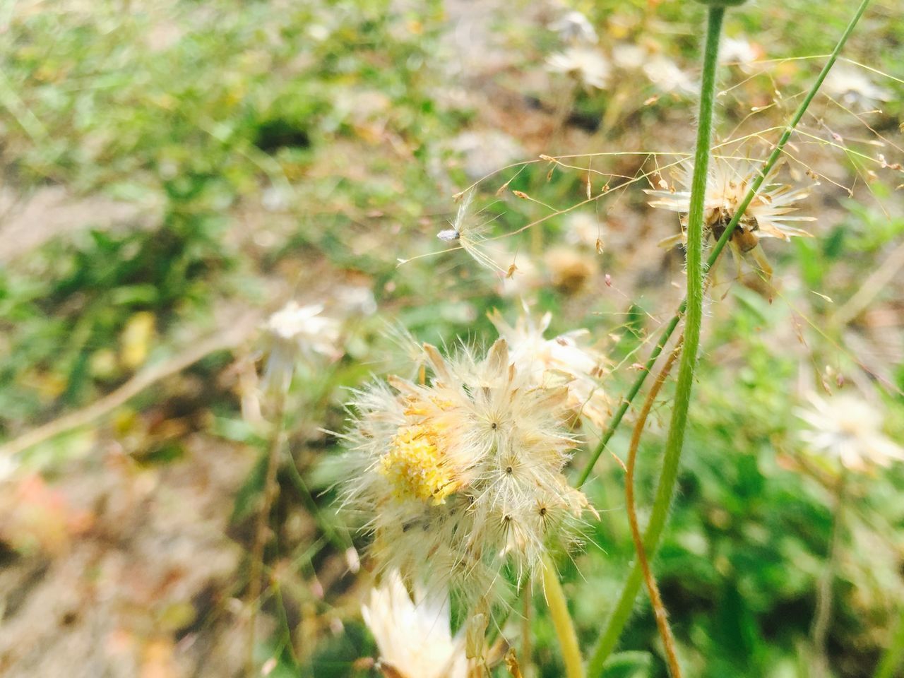 CLOSE-UP OF DANDELION GROWING ON PLANT AT NIGHT