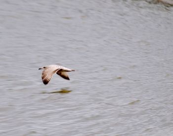 Seagull flying over lake