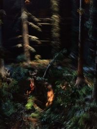 View of trees in the forest