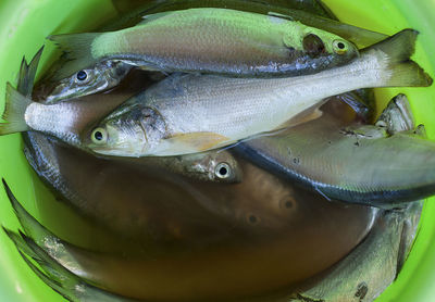 High angle view of fish in container