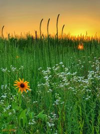Scenic view of flowering plants on field against sky during sunset