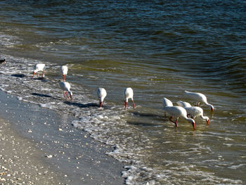 High angle view of seagulls on beach