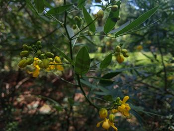 Close-up of yellow flowers