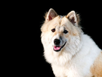 Close-up portrait of a dog over black background