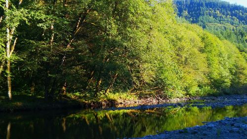 Scenic view of lake in forest