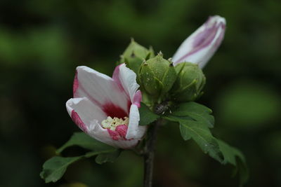 Close-up of pink flower blooming outdoors