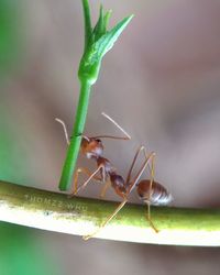 Close-up of insect on plant