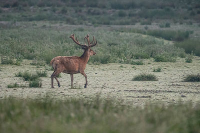 Deer standing on field