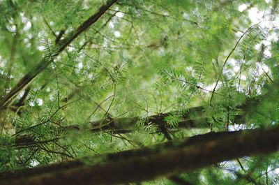 Low angle view of trees in forest