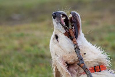 Side view of dog holding stick in mouth