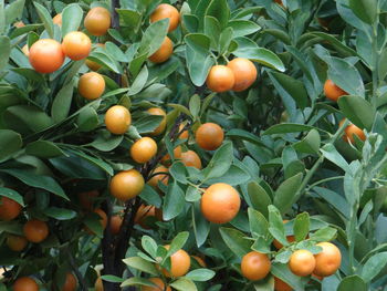 Close-up of fruits on tree